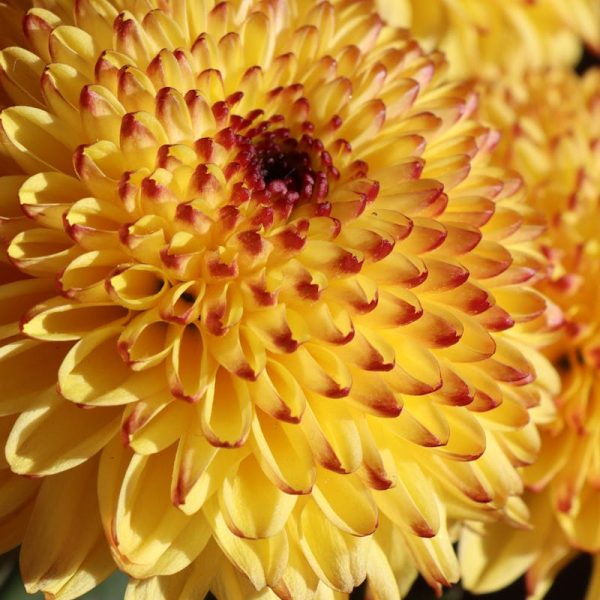 Close-up of vibrant yellow chrysanthemums with pink tips, captured outdoors in natural sunlight.
